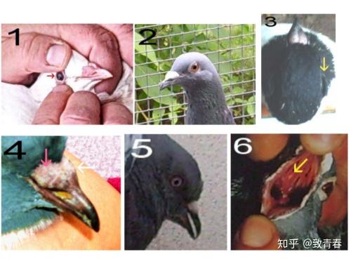 眼睑肿胀(图1),打喷嚏,羽毛覆盖在耳朵上(图2,3),鼻孔变色,鼻涕(图4)