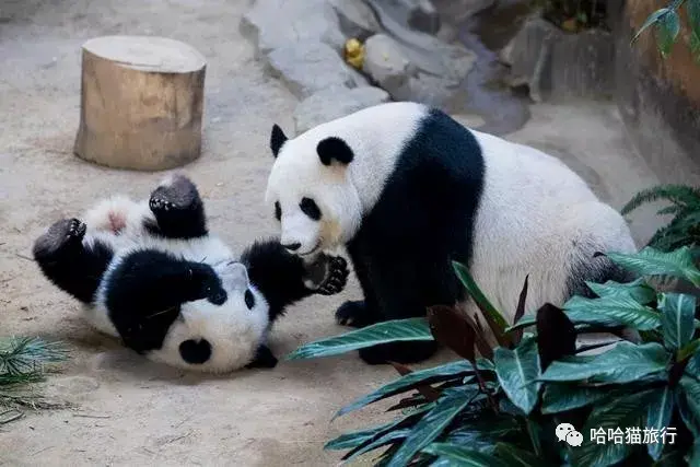 大熊猫兴兴靓靓我们旅居马来西亚的那些年