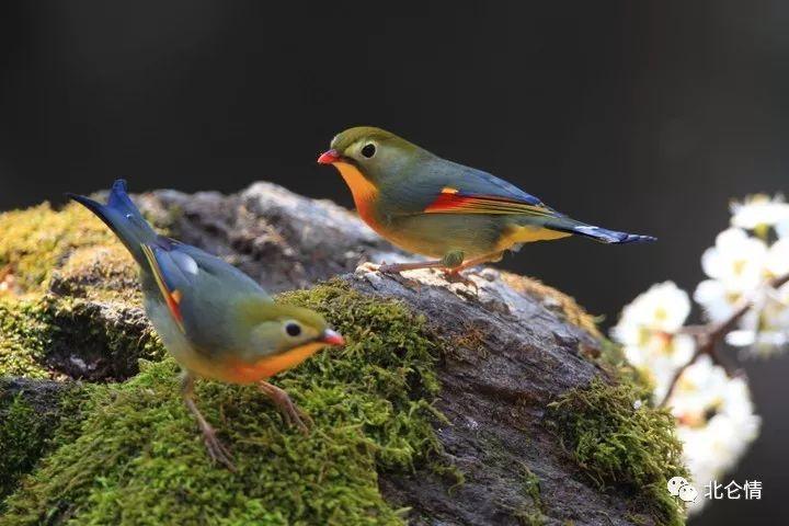 相思鳥又稱紅嘴玉,五彩相思鳥,紅嘴鳥等,畫眉科相思鳥屬兩種鳥之一,是