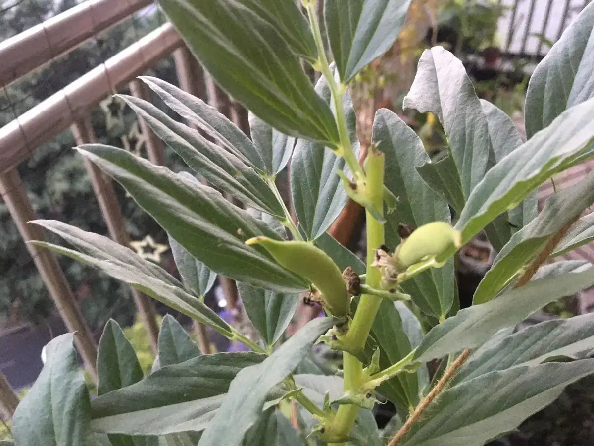 家中怎麼種植蠶豆