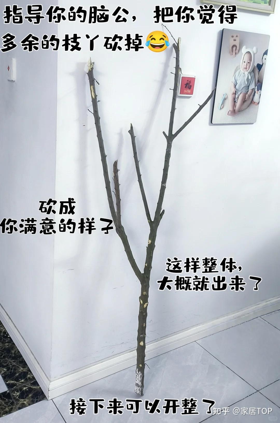 下班路上捡的“树枝”拿回家,换个思路用,竟然变成了生活神器 - 知乎