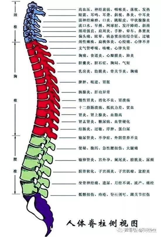 颈椎引起左胸痛位置图图片