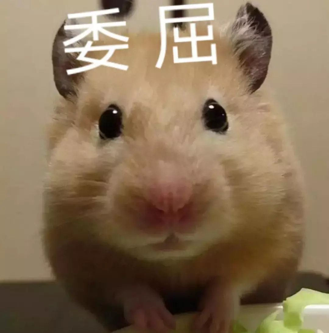 仓鼠偷吃零食不承认被罚后的表情太搞笑了