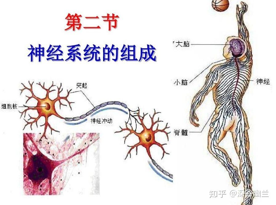 神经系统 - 知乎