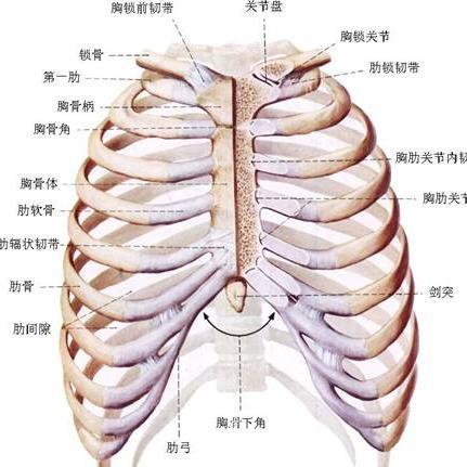 脾在肋骨哪个位置图片图片