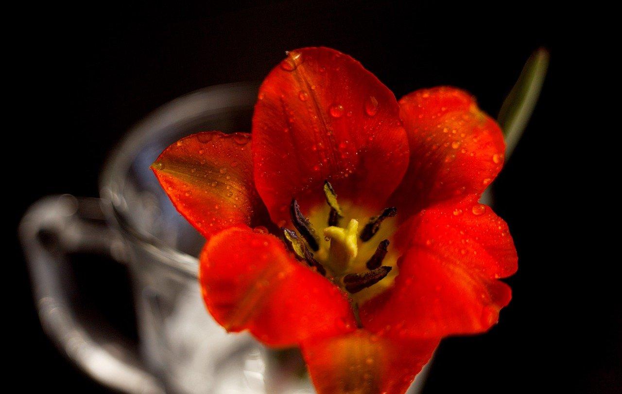 君子兰有虫子怎么办