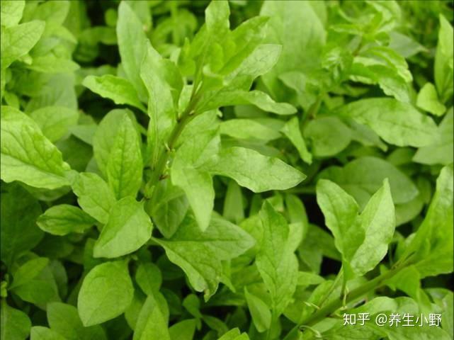 枸杞叶又名多花蓼,紫乌藤,夜交藤等,藤蔓植物,很美味的一种野菜,还