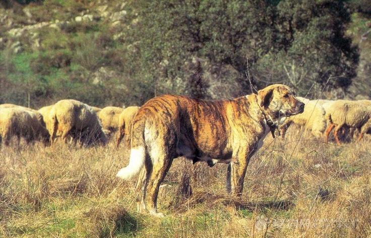 太威风这只战犬绝种了但这些獒犬都是它的后代