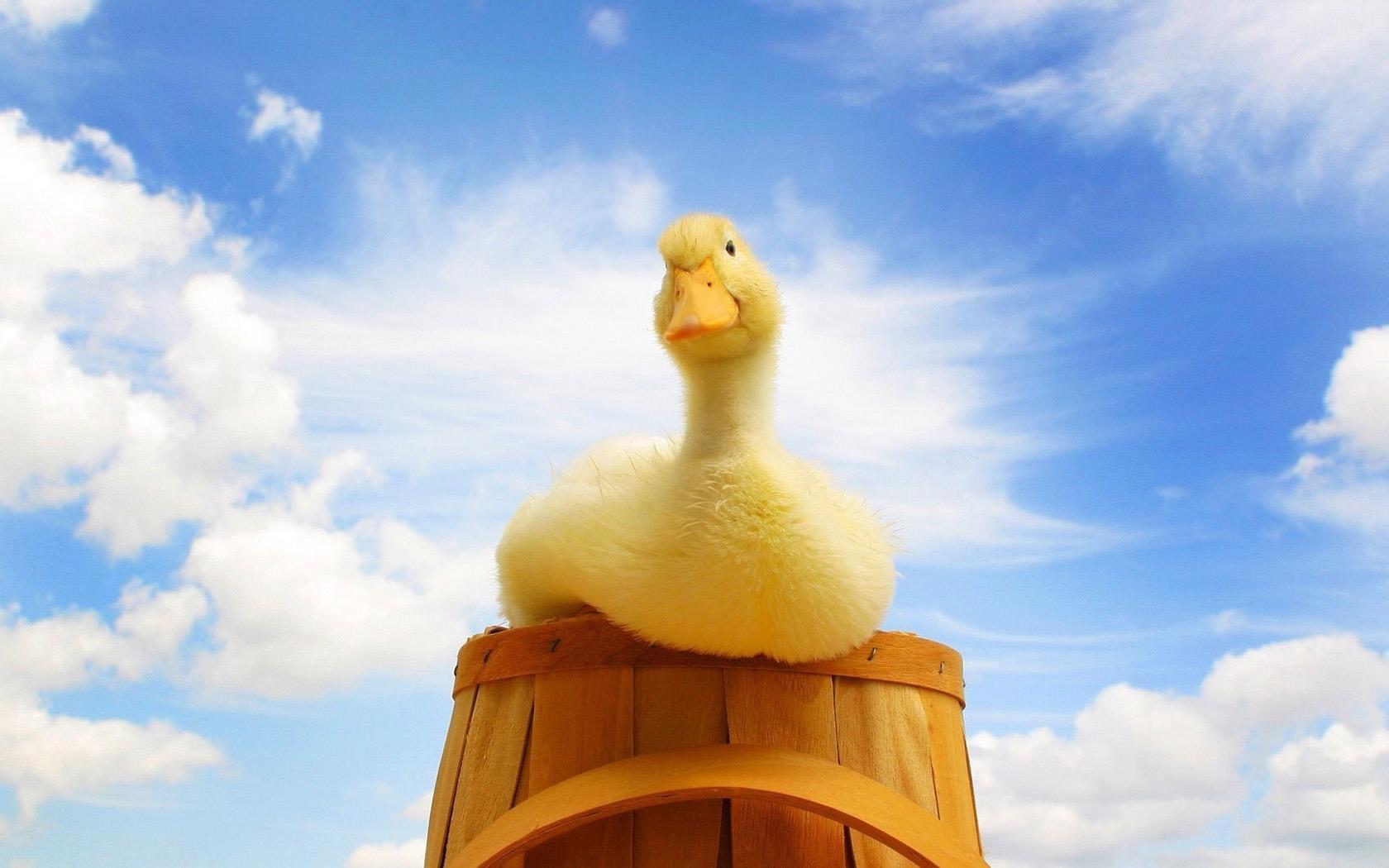 有没有大佬可以给我发几张加油鸭的电脑壁纸? - 知乎