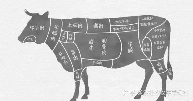 牛肉名称部位对应图图片