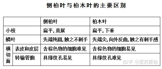 带你识别侧柏叶 - 知乎