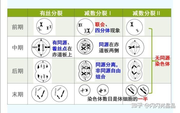 高二學習|高中生物減數分裂和有絲分裂的區分,相關知識點總結 - 知乎