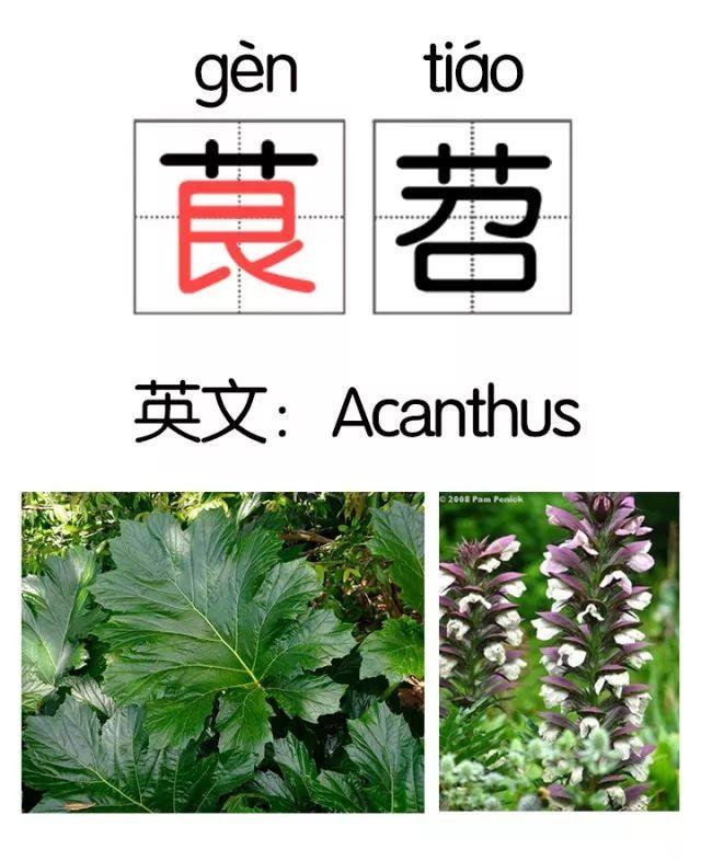 茛苕花语图片