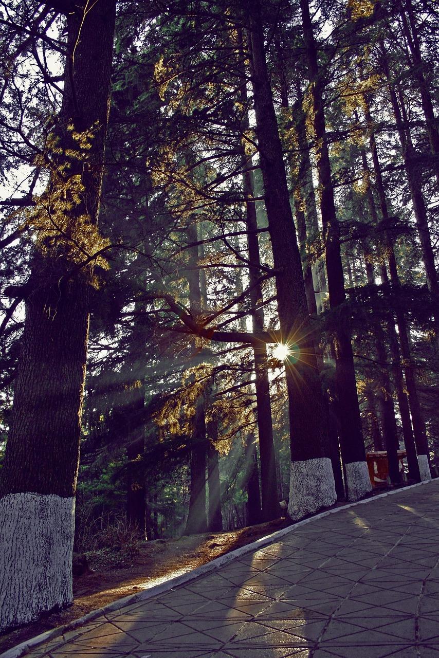 病虫害防治策略与措施