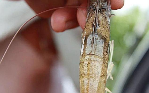 (一)南极虾这里还要重点说一下钓饵的稳定与活泛.