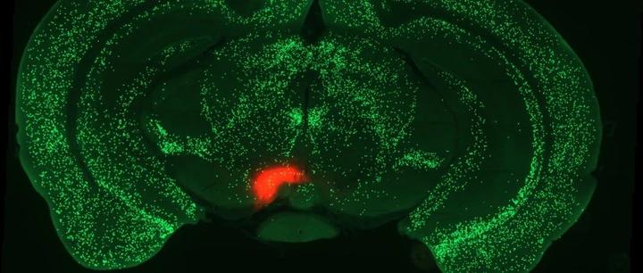 《自然》：解密学习记忆！中央杏仁核的新作用揭示了 - 知乎
