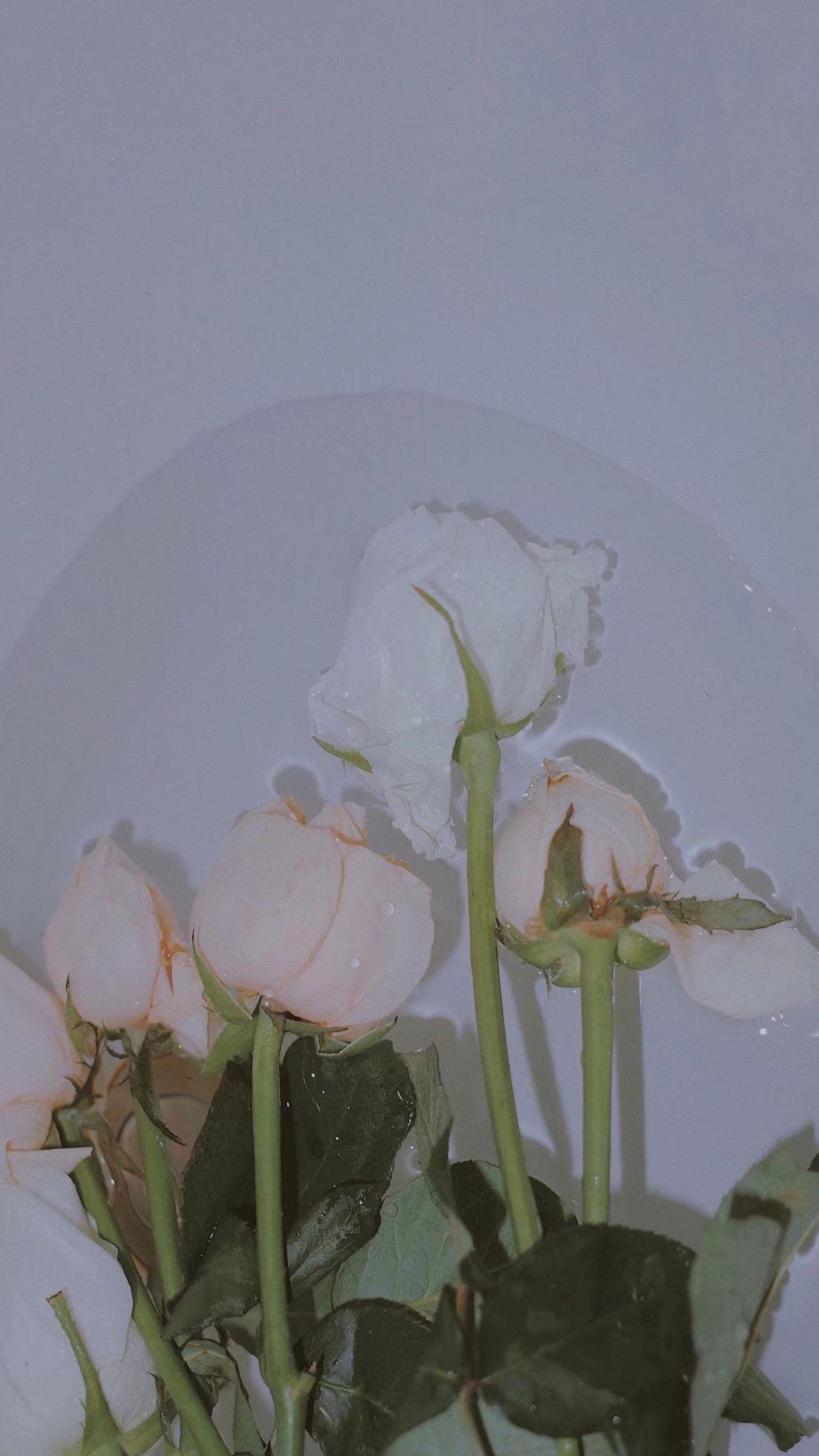 有什么可爱的全屏背景图推荐