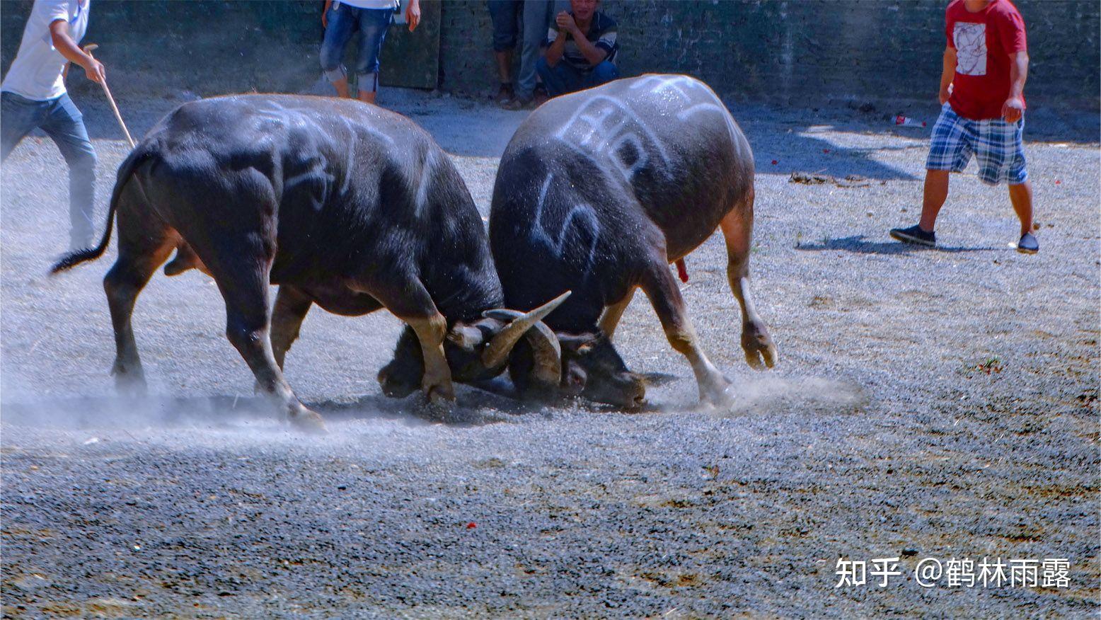 贵州遵义洪关斗牛 - 知乎