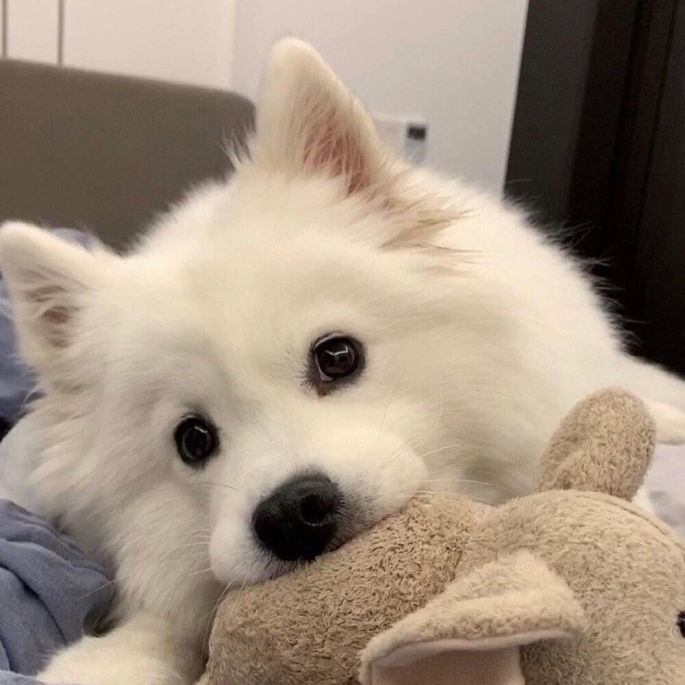 有什么好看的小动物头像