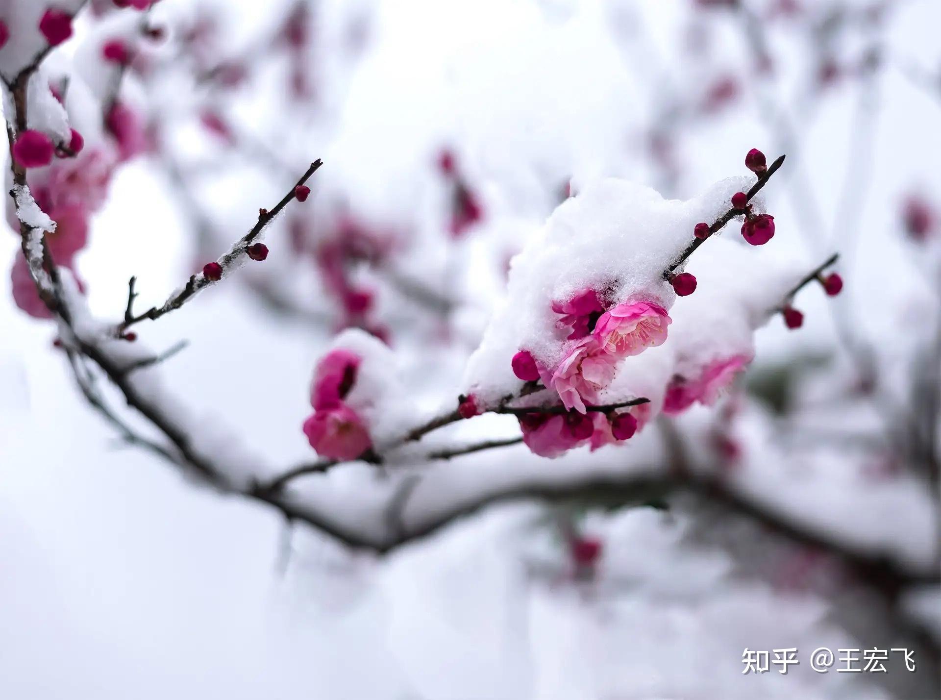 七律.冬梅傲雪 - 知乎
