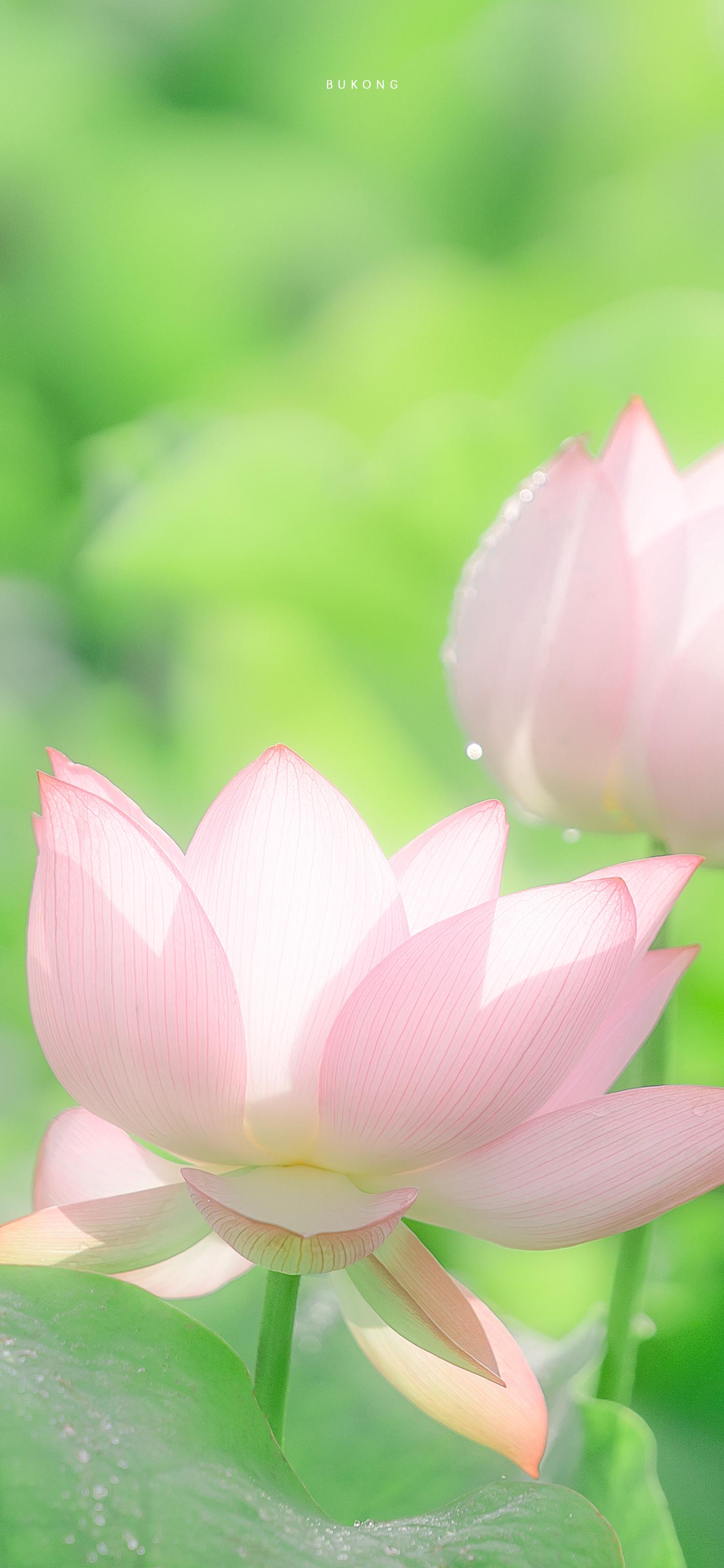 有哪些高清全面屏的荷花手机壁纸? - 知乎