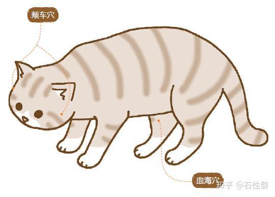 给猫洗澡残忍吗 3招搞定猫主子清洁难题 知乎 给猫洗澡残忍吗 3招搞定猫主子清洁难题 知乎