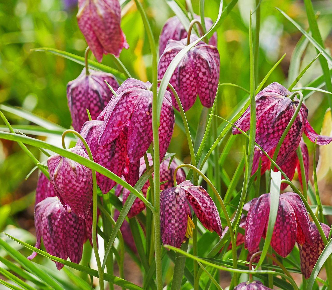 3. 贝母药用价值