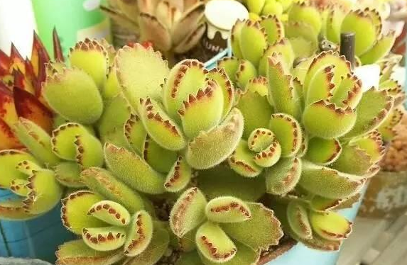 多肉植物熊童子变成熊秃子怎么办 知乎 多肉植物熊童子变成熊秃子怎么办 知乎