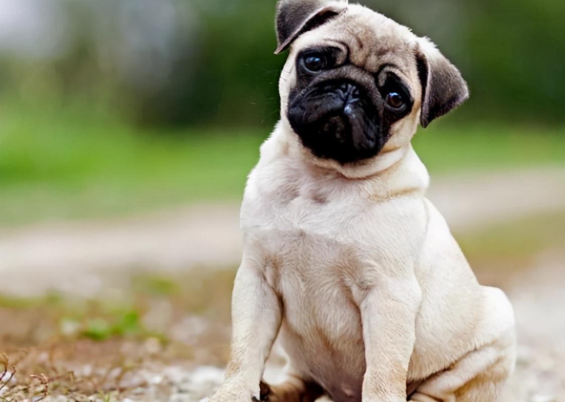 最适合陪小孩玩的几种狗网友怕被第3种带傻了