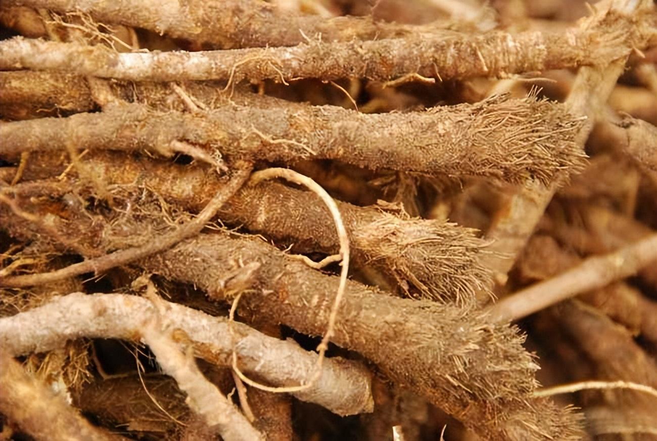 手把手教你认清中草药植物500种(44.防风) - 知乎