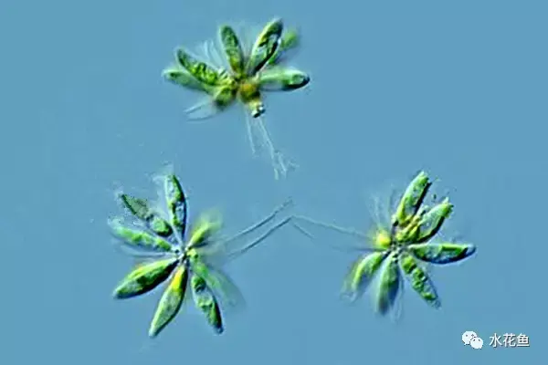 高清图谱(中):水体浮游生物——绿藻门浮游植物46种 - 知乎