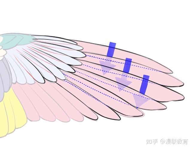 鸟类翅膀的绘画方法讲解!