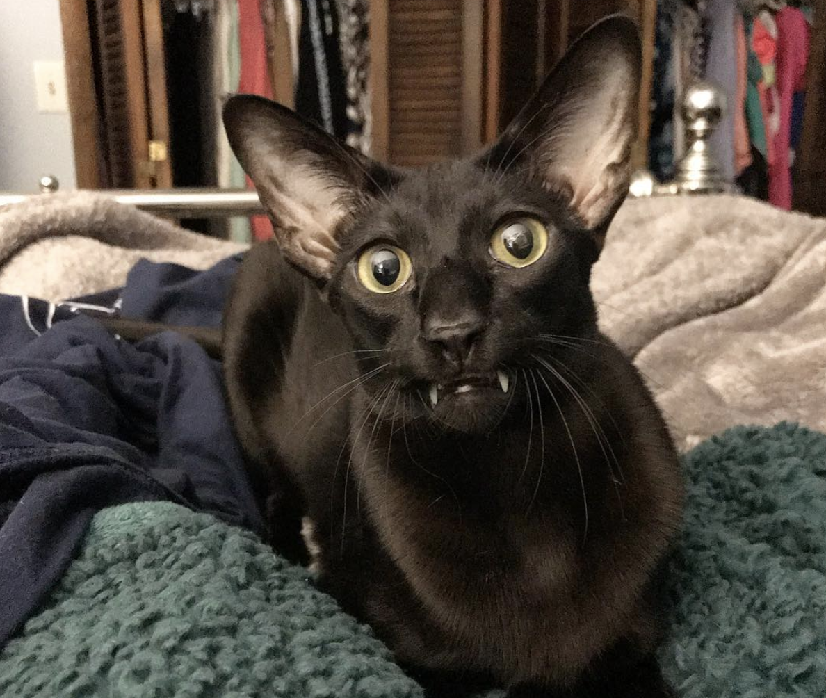 吸猫大会:东方短毛猫dexter