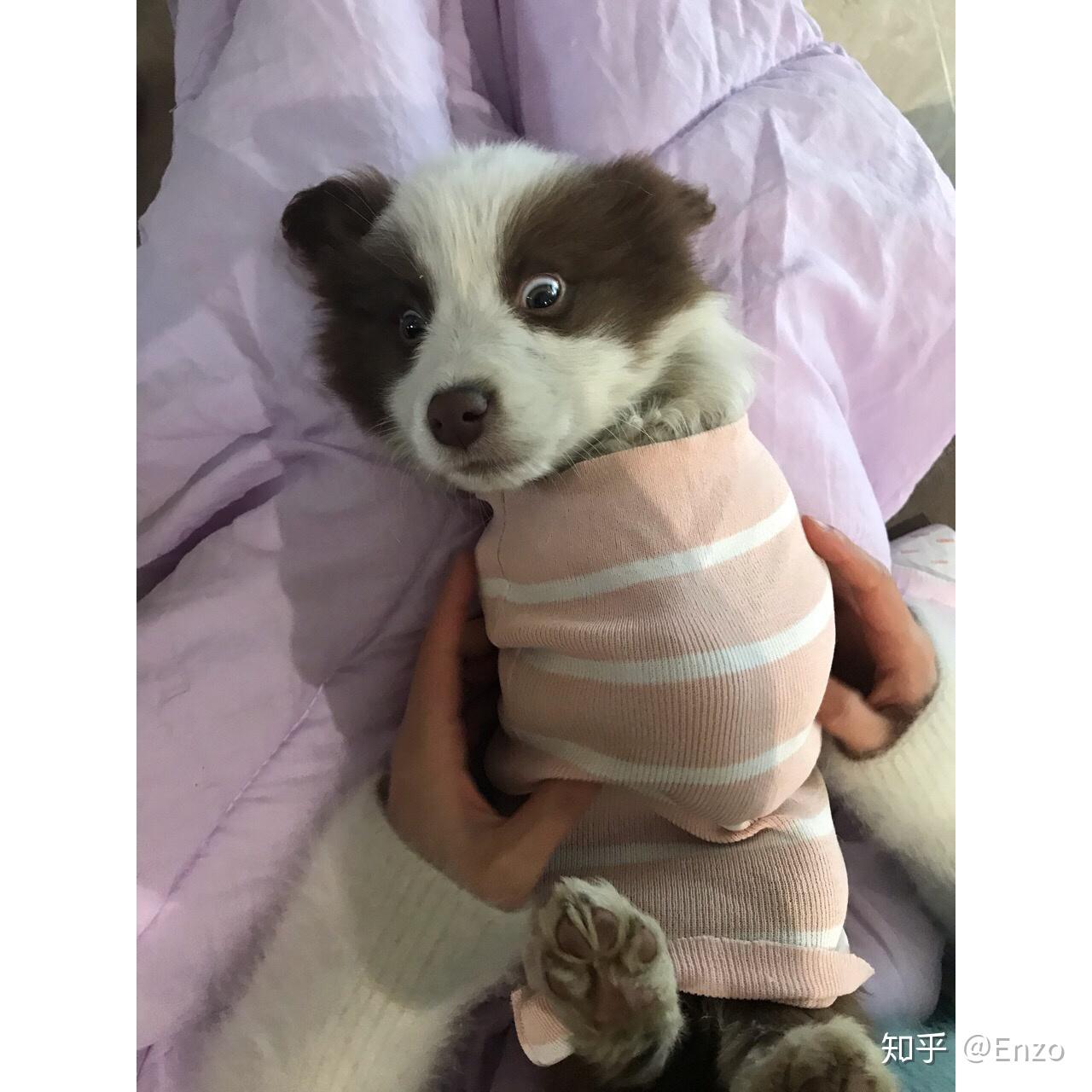 说说边境牧羊犬有多聪明?