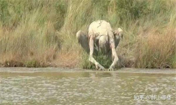古代恐怖传说中的 水鬼 到底是什么 知乎