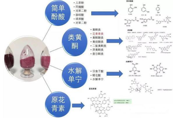 人类摄取的多酚类物质多来源于茶叶,蔬菜和水果.