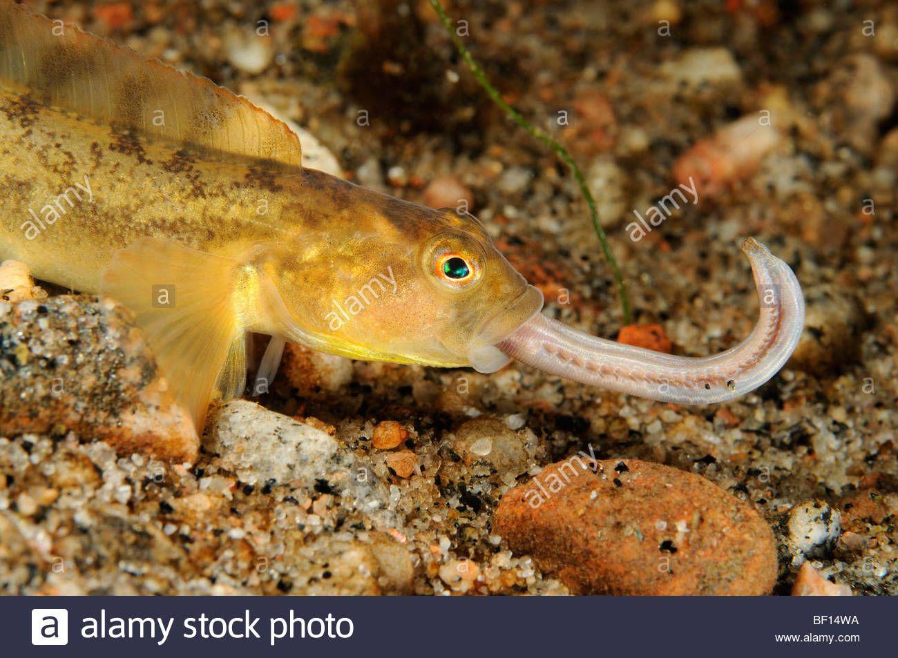 鲨鱼你才是哺乳动物你全家都是哺乳动物