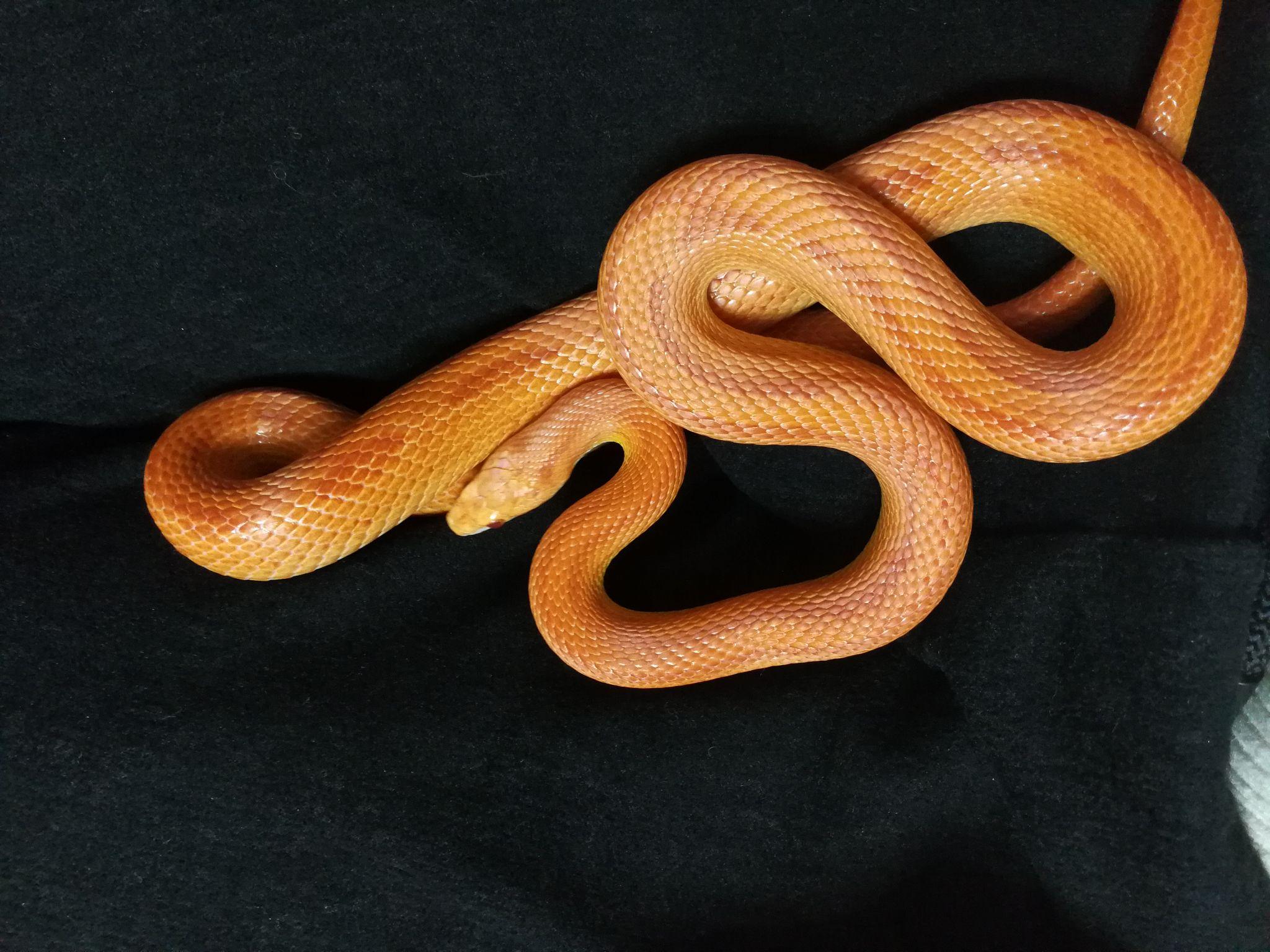 请问两脚兽,养小动物给你带来了哪些好处? - 知乎