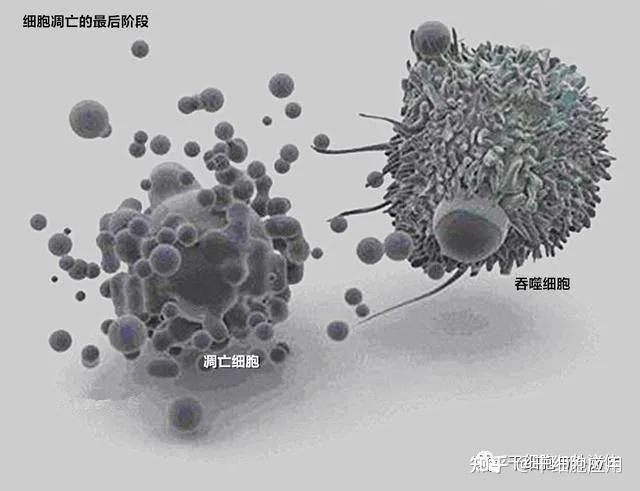 最新科研結果顯示人體每秒更新380萬個細胞