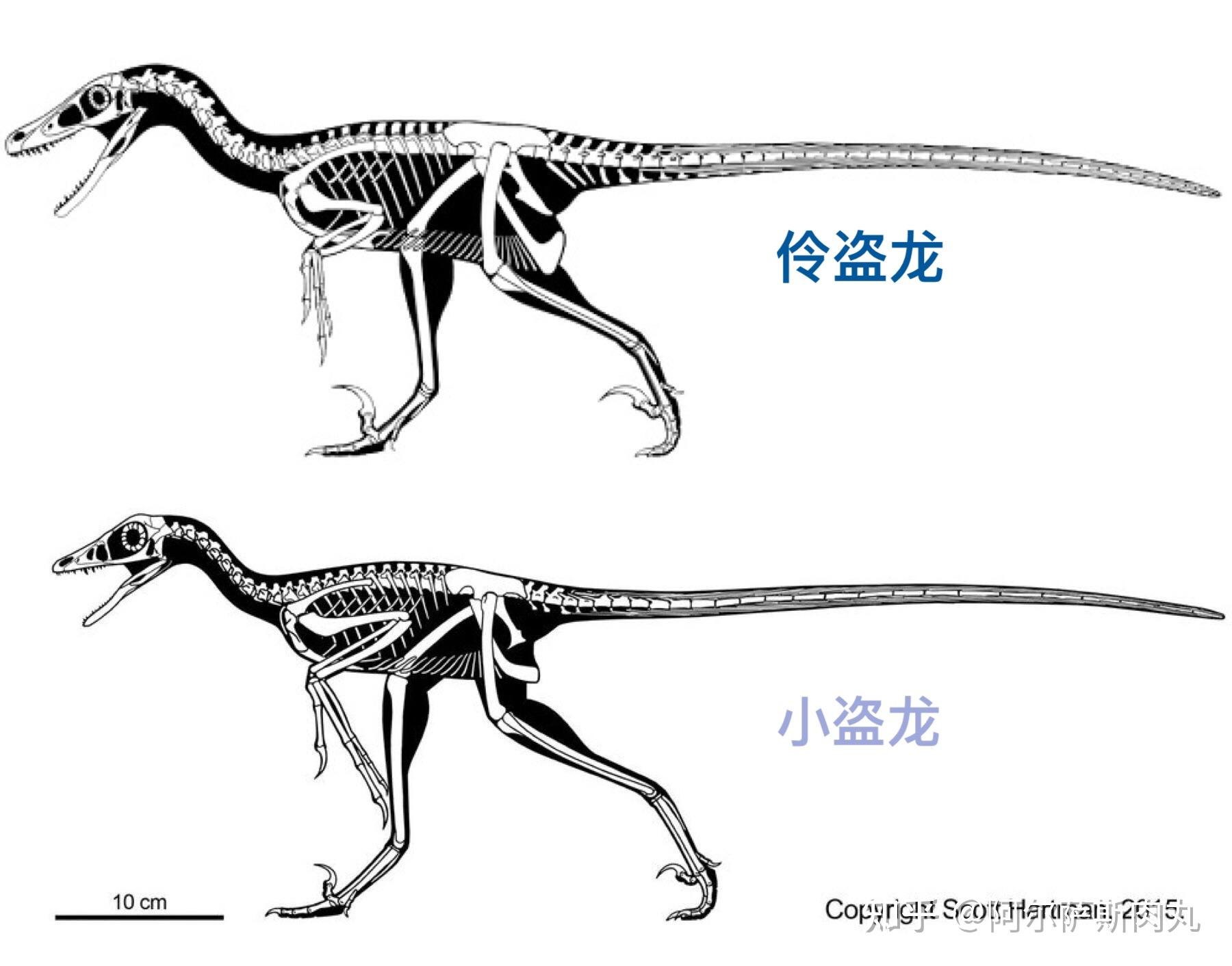 bohaiensis〕模式种渤海舞龙的化石印模标本,它们纤细地骨骼结构显示