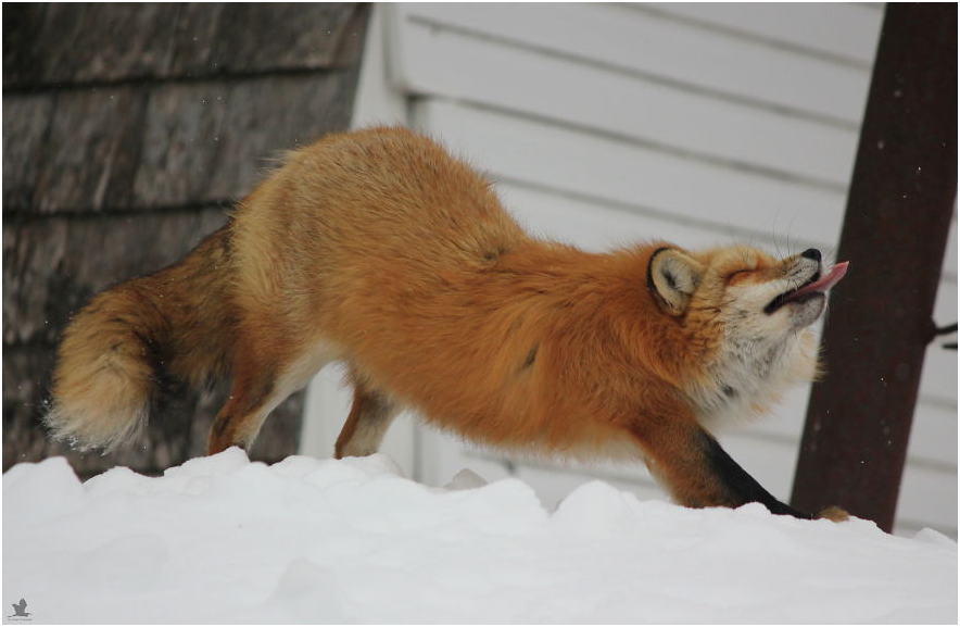 赤狐-120图片