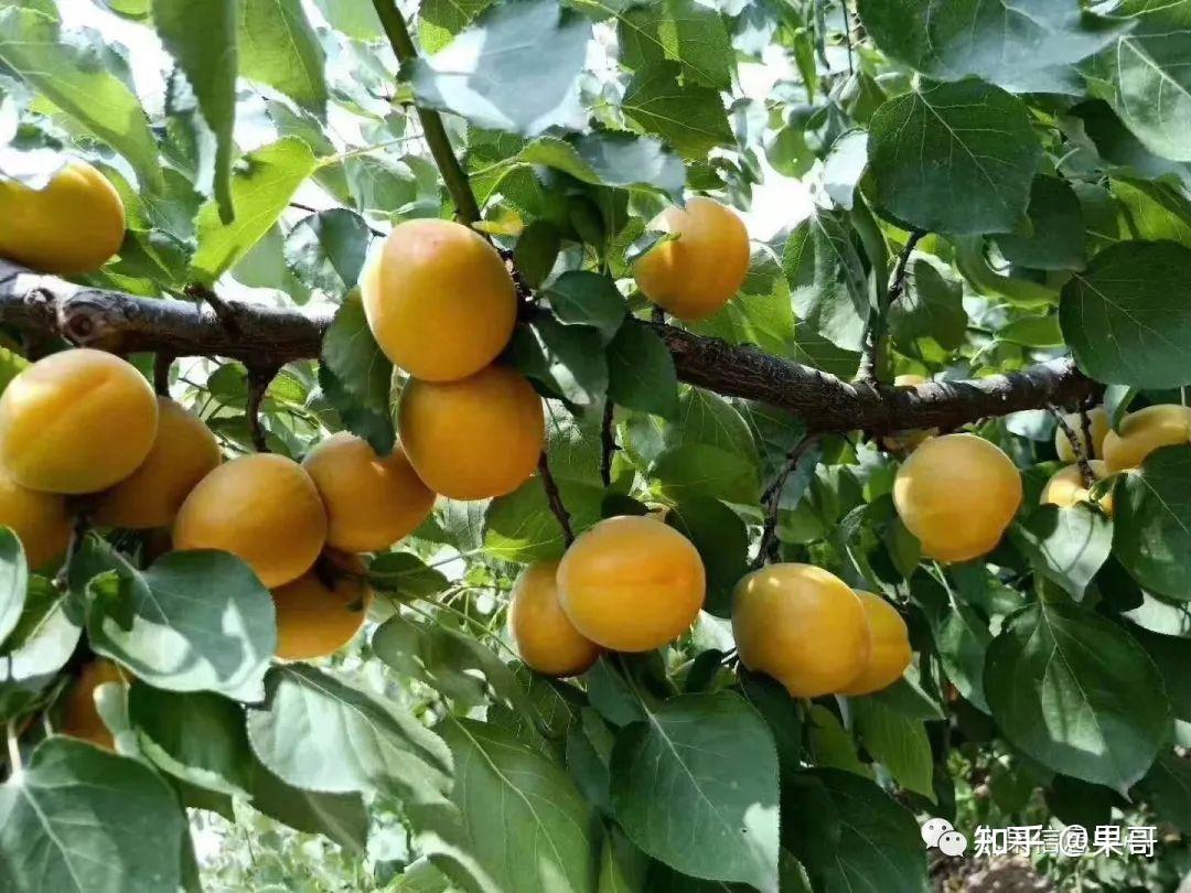 你吃过最好吃的杏是什么品种?原产地在哪里? - 知乎