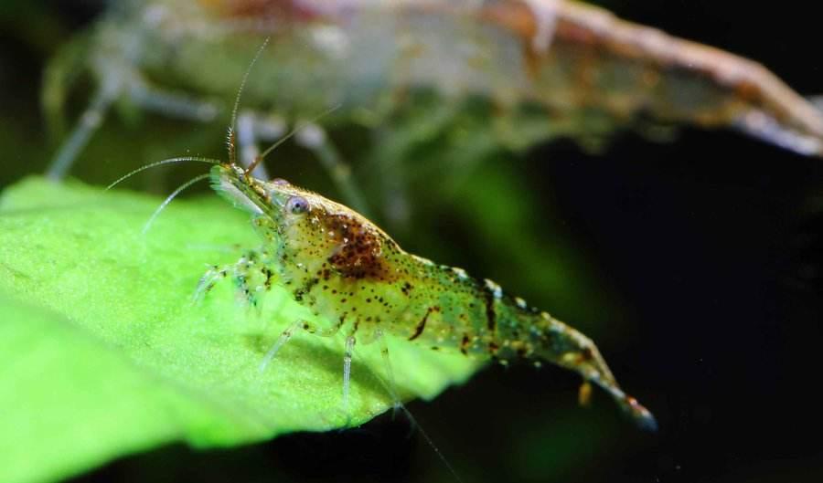 ②青鳉的混养选择