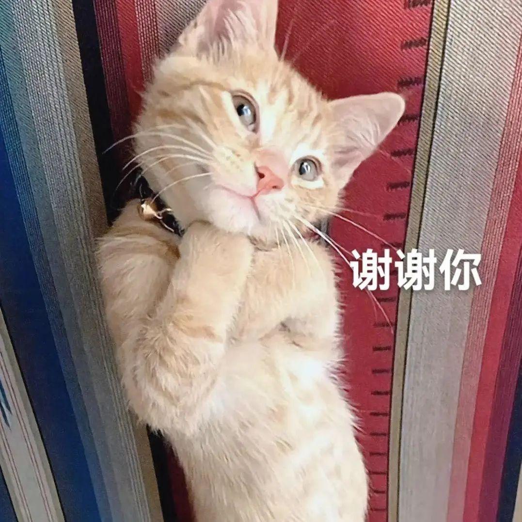 好会打扮啊不想我连拍照都不会我只会心疼geigei有没有讨红包的表情包