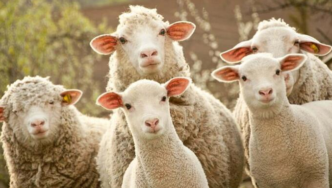 薅羊毛趣图图片