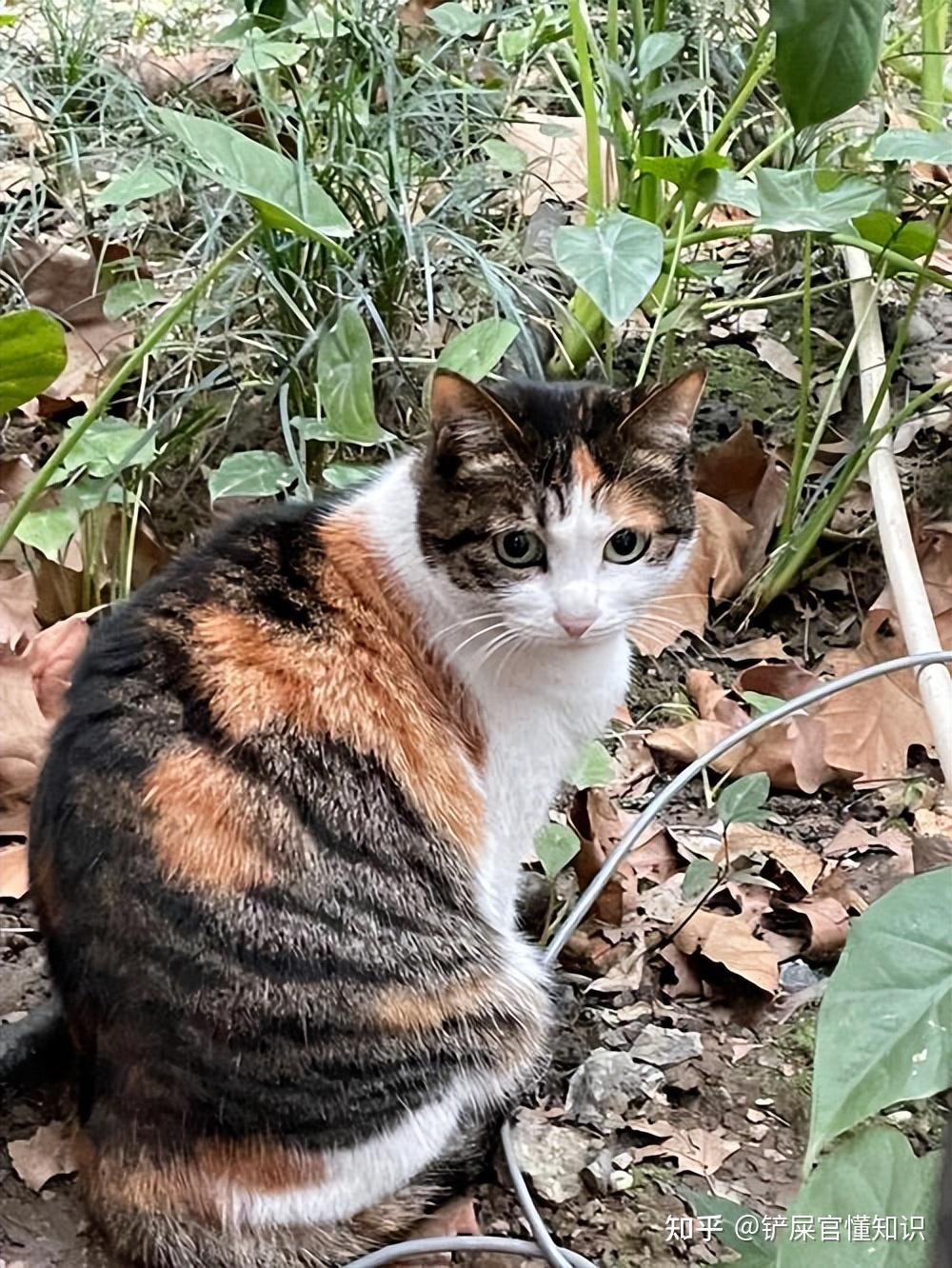 “猫界美人”三花猫,有这么多优点,而且还会招财? - 知乎