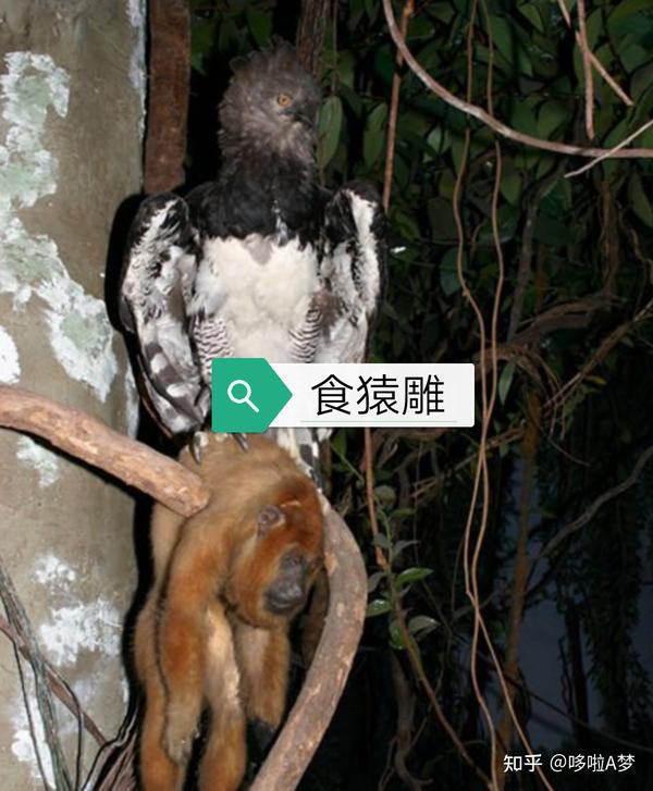 世界上最凶猛的五种大鸟 - 知乎