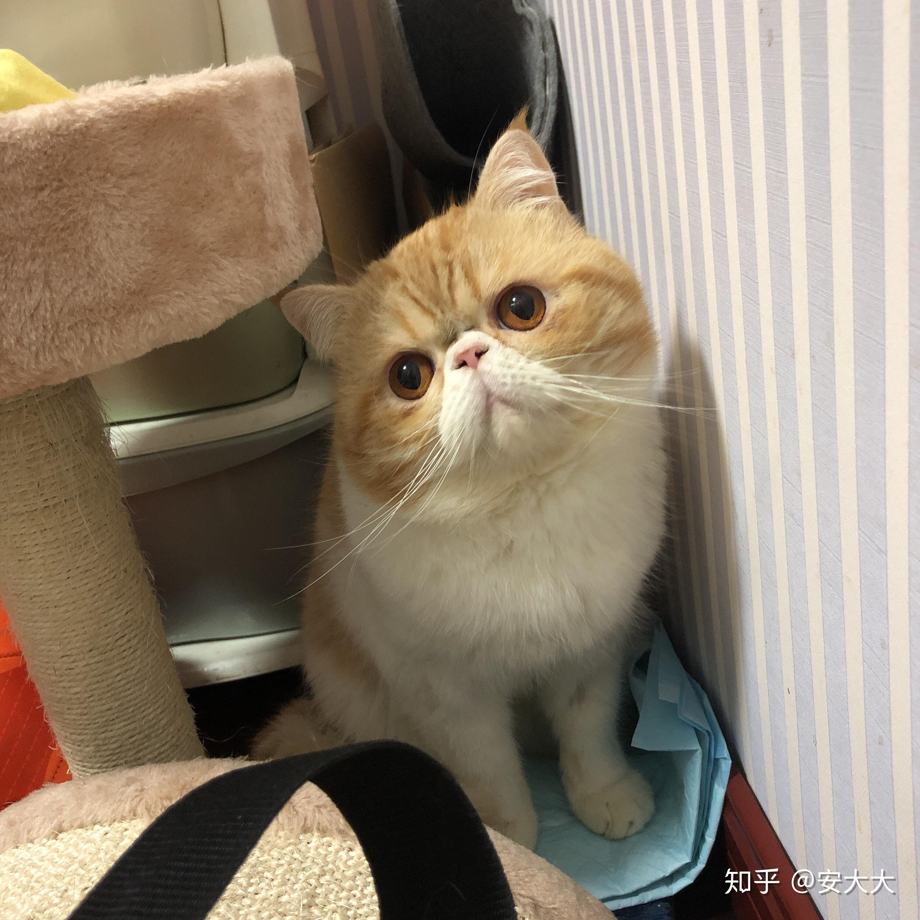 我家加菲猫奶黄包新图