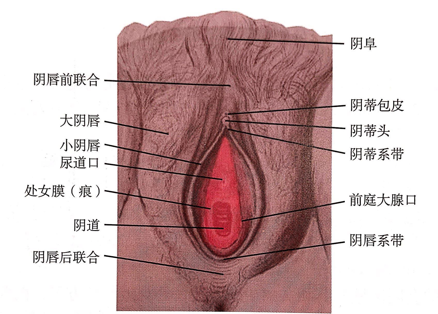 小阴唇 
