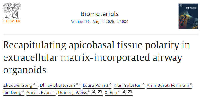 Biomaterials|新一代气道类器官:极性完整,可递呈生物活性信号 - 知乎
